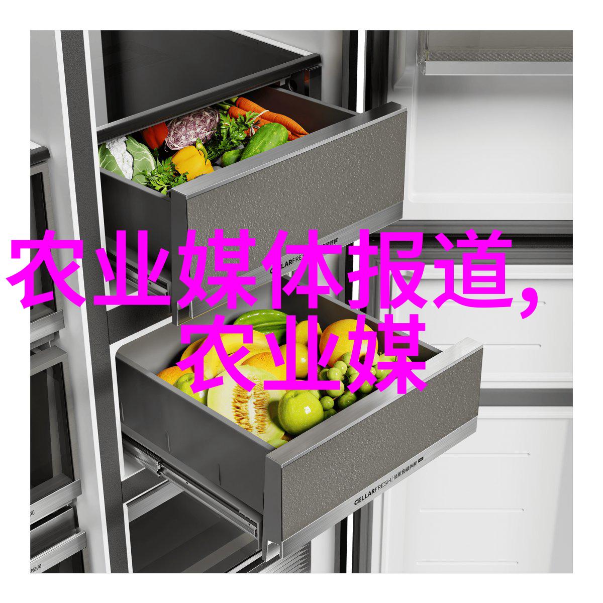 花卉种植指南从播种到培育的全过程