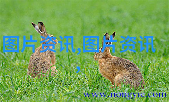 家庭温室养花创业绿意盎然的财富之路