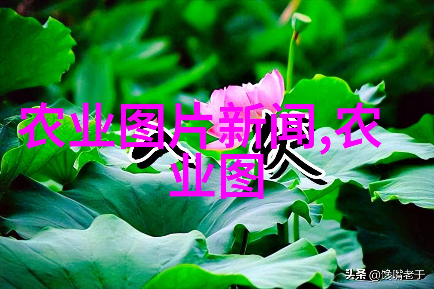 星辰之舞天域苍穹的无尽诗篇