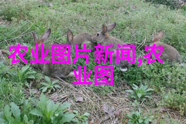 百宝奇药-天价草药录揭秘10000元一斤的稀有药材