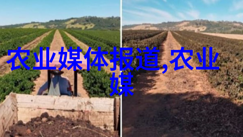 蜂群丰收探索种蜜源养蜂技术的奥秘