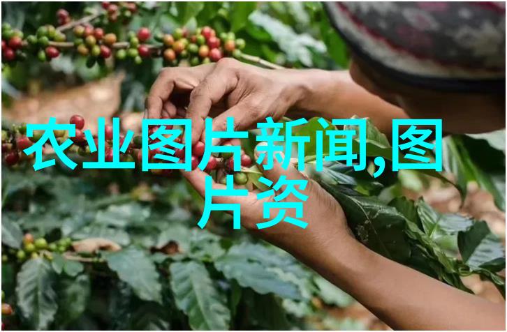 森林的新伙伴挖树机如何改变我们的伐木方式