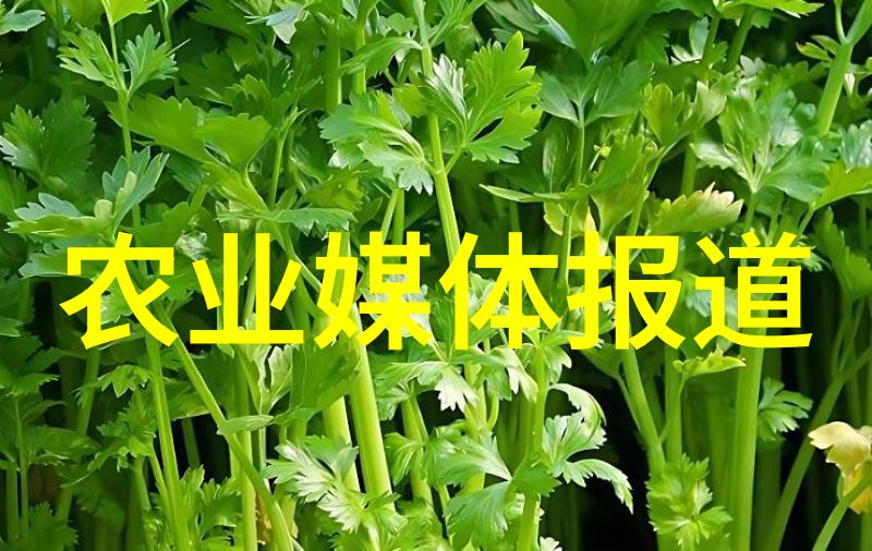菜园图片绿意盎然的食物天堂