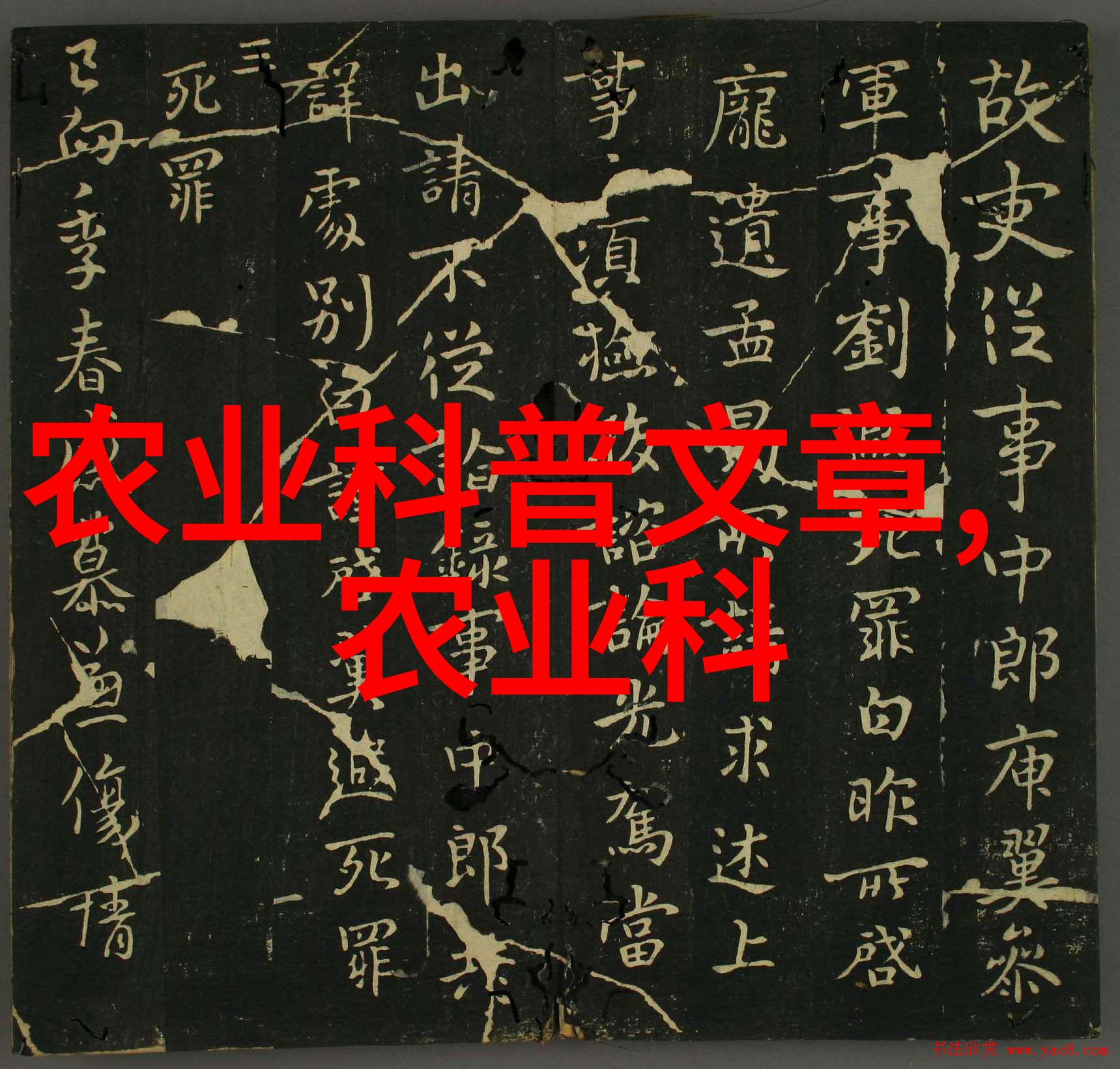 室内十大吉利花解析其文化价值与美学功能