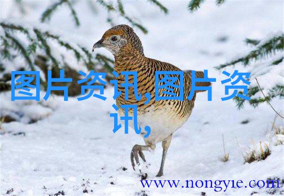 蜂起新时代揭秘养蜂界的蜜之奇迹与技术飞跃