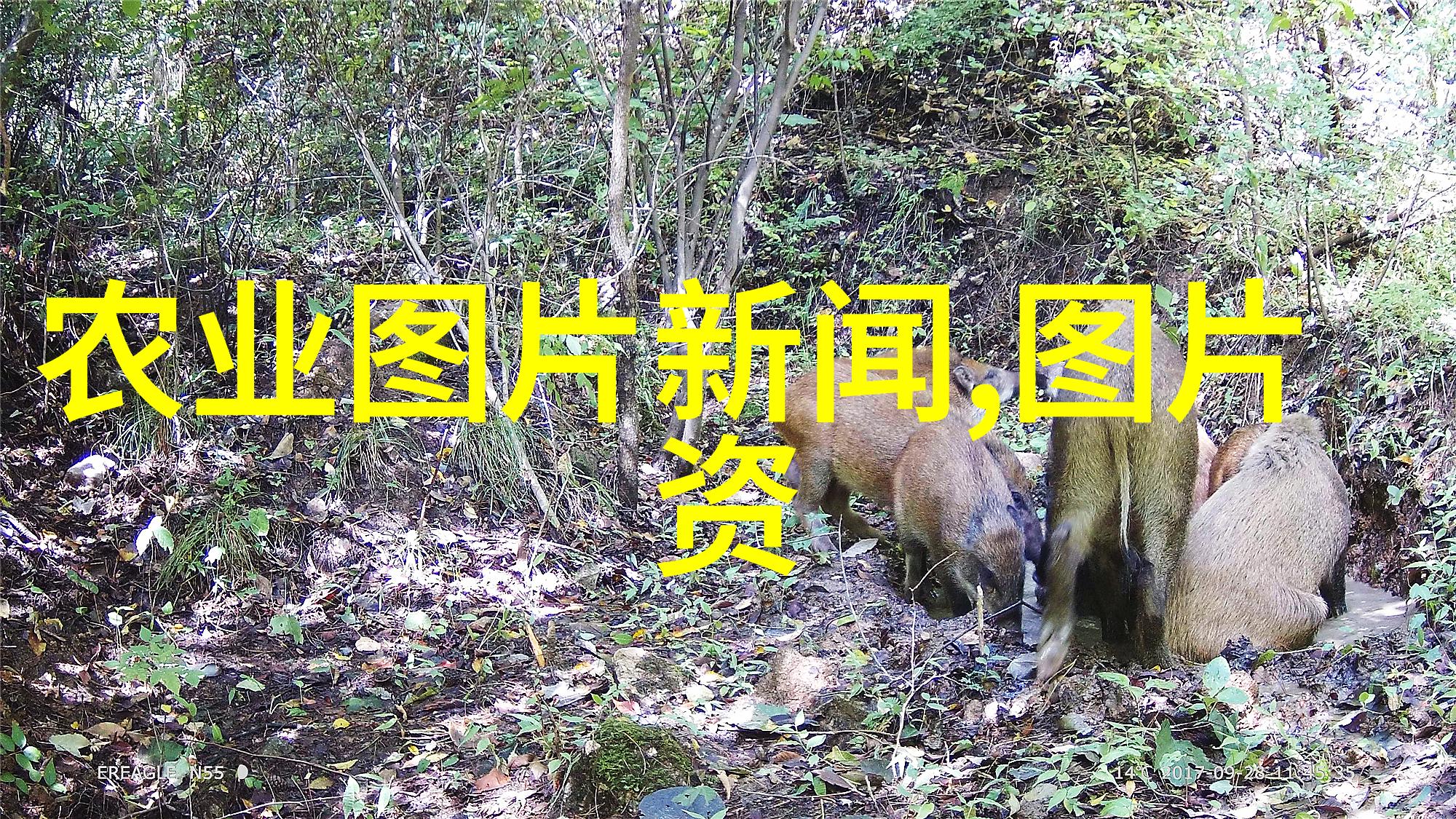 常见100种花卉木本植物我家的百花园亲手栽培的101个秘密
