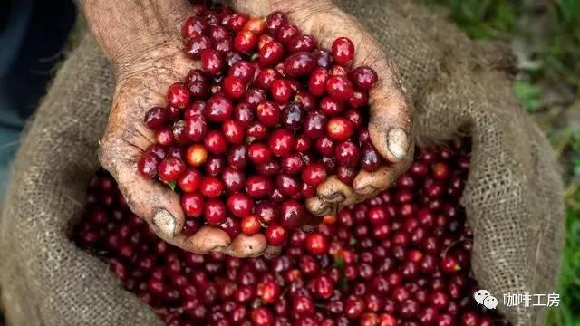 揭秘茶树叶片的独特特征绿意盎然与香气悠长