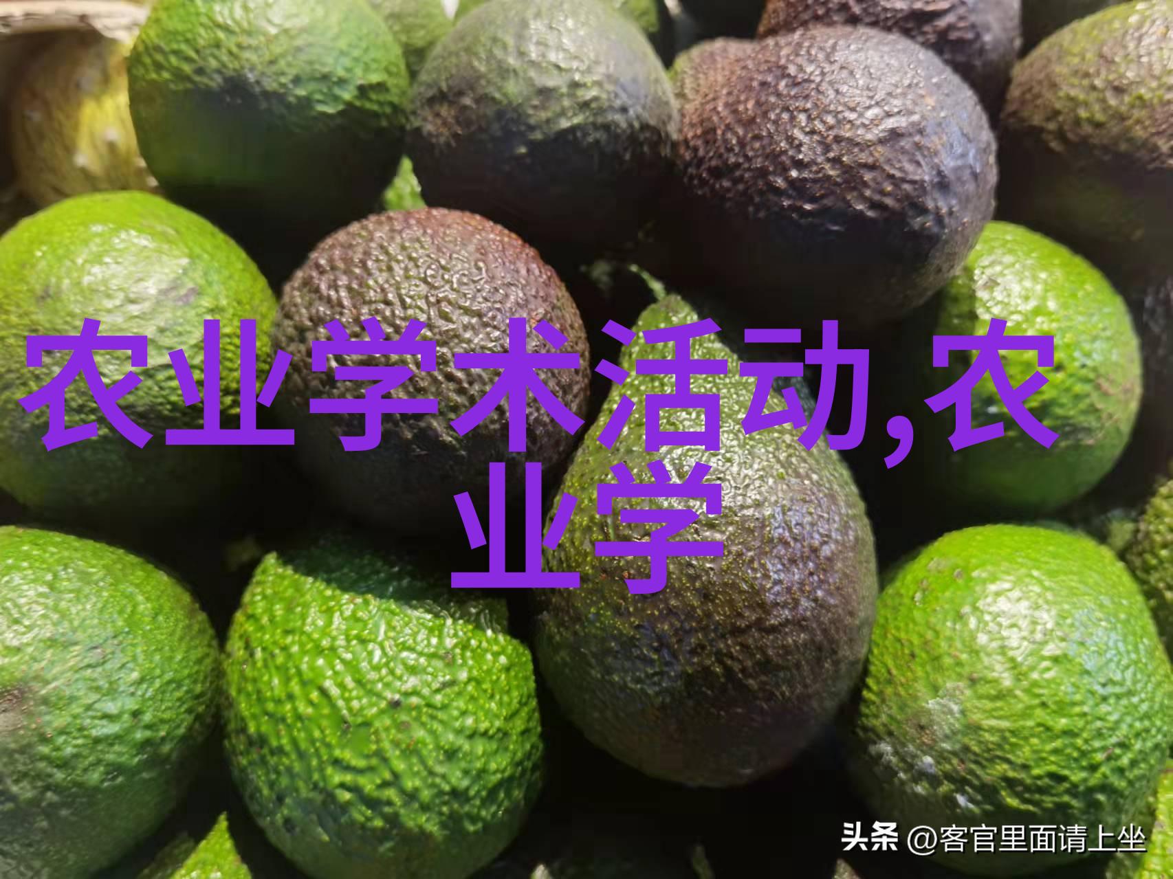 盆栽蕾秋叶风铃草