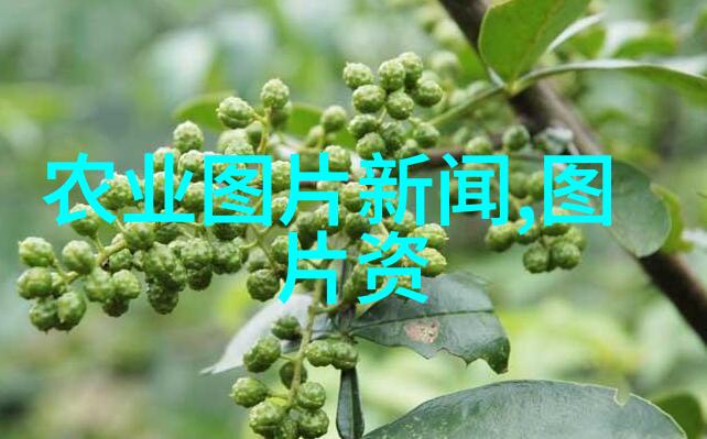 农广天地-蔬菜种植大全绿色健康的食物宝库