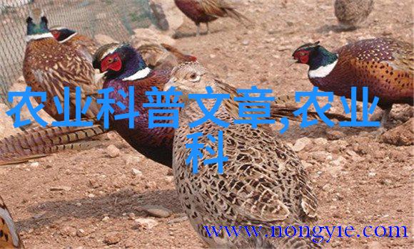 茼蒿之歌从野草到餐桌的传说与实用