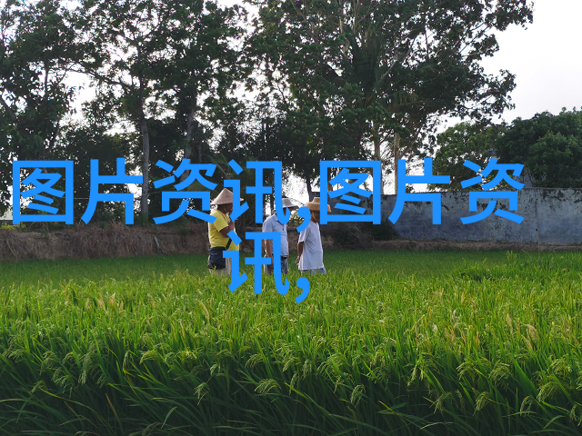 创造理想的蜂箱环境养土蜂的幸福家园