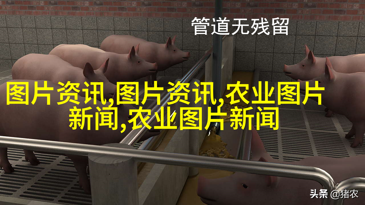 图2：正午時分，在農田間採集苦參