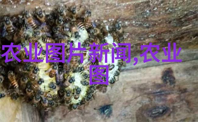 菜篮子的秘密种菜不再难图解让你笑中赚钱