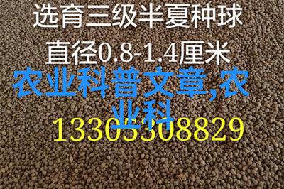 肉鸡价格走高农民与消费者共同面临的挑战