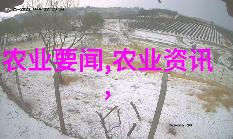 多年生草本花卉种类美丽的常春花朵