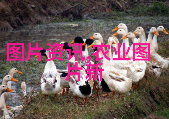 农田里的金黄丰收玉米种植技巧与秘诀