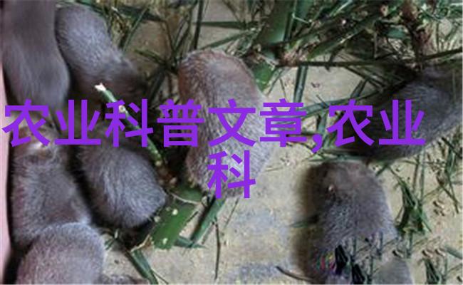 养殖小猪家畜养殖业的利润性