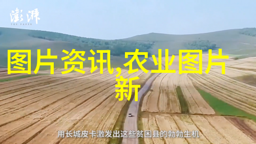 大萠蔬菜栽培技术-高效益的现代农业创新实践
