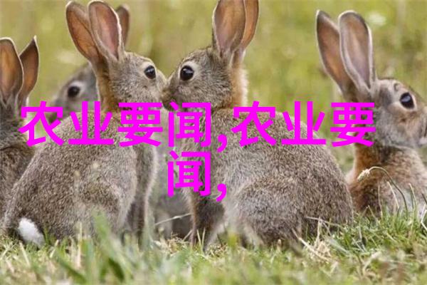 品鉴与烹饪揭秘不同地区特色的茶艺技巧