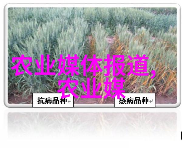 养殖技巧-精益求精提升柴鸡养殖效率的技术与策略