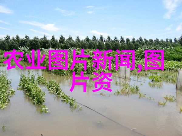 探秘山东十大花卉批发基地背后的生意智慧