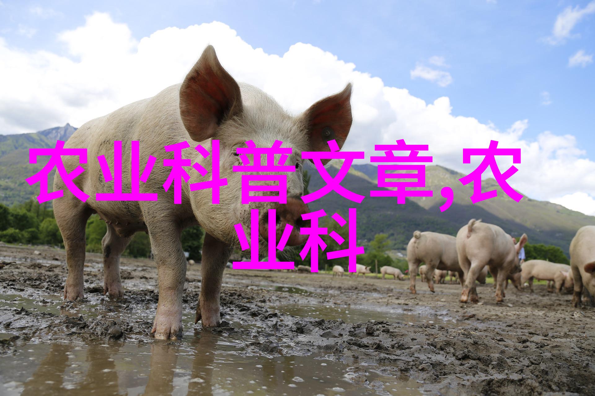 茶香满园揭秘常见茶叶名称的故事