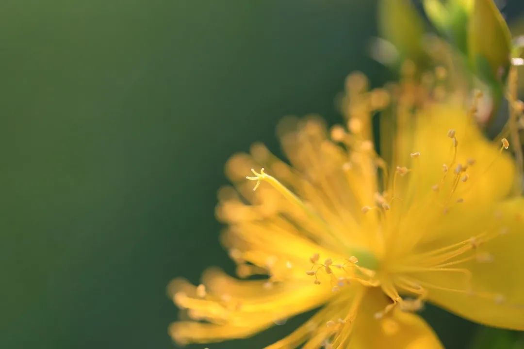 红花继木我家的那棵老树下总是开满了红色的花儿