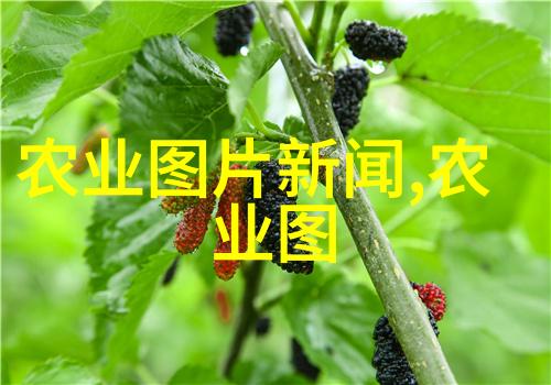 色彩斑斓探索水果蔬菜种子的图片艺术