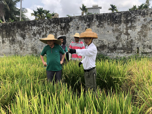 苗木种类分为乔木灌木和藤本绿色植物的多样分类