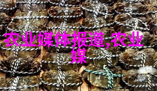 小白鸡药材种植-培育健康小白鸡药材种植的艺术与实践