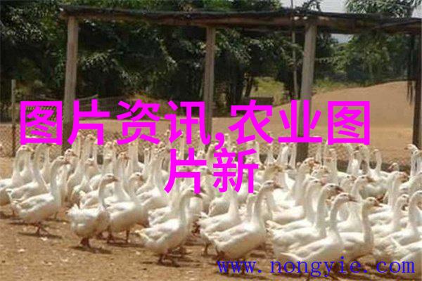 数据时代的新篇章揭秘大数据就业热点与未来趋势