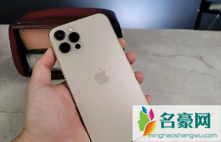 乌桕小盆景的经济之选15公分乌桕价格解析