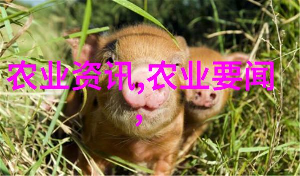 黄姜种植技术中药材黄姜的精准种植方法