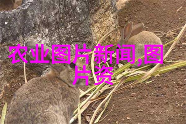 绽放不息多年生木本花卉的色彩与韵律