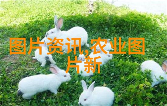 火鸡养殖技术的发展与应用概述