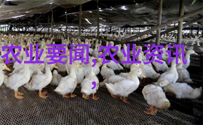 鸡爪槭价格12公分对园艺爱好者意味着什么