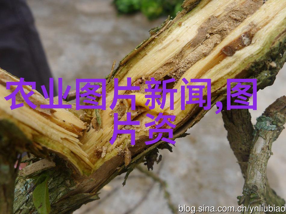 玉米秸秆处理新技术玉米秸秆打包机的革命性作用