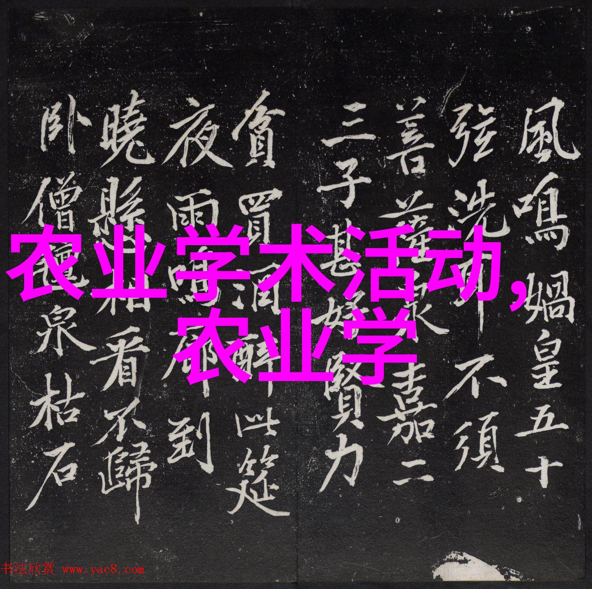 小巧精致的园艺爱好10公分玉兰树的迷人价格与魅力