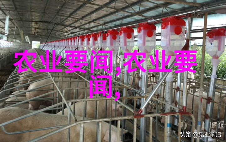 冬日蔬菜园的守护者种植技巧与温暖故事