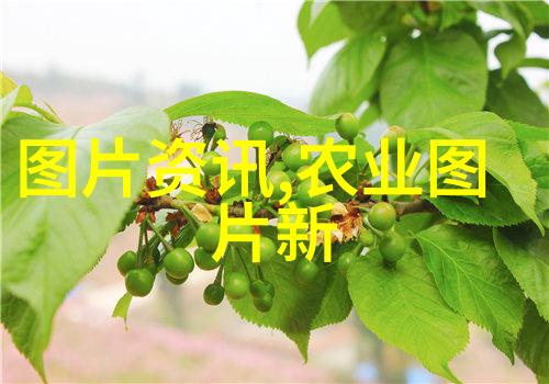 绿茶与黑茶的区别揭秘两者独特之处