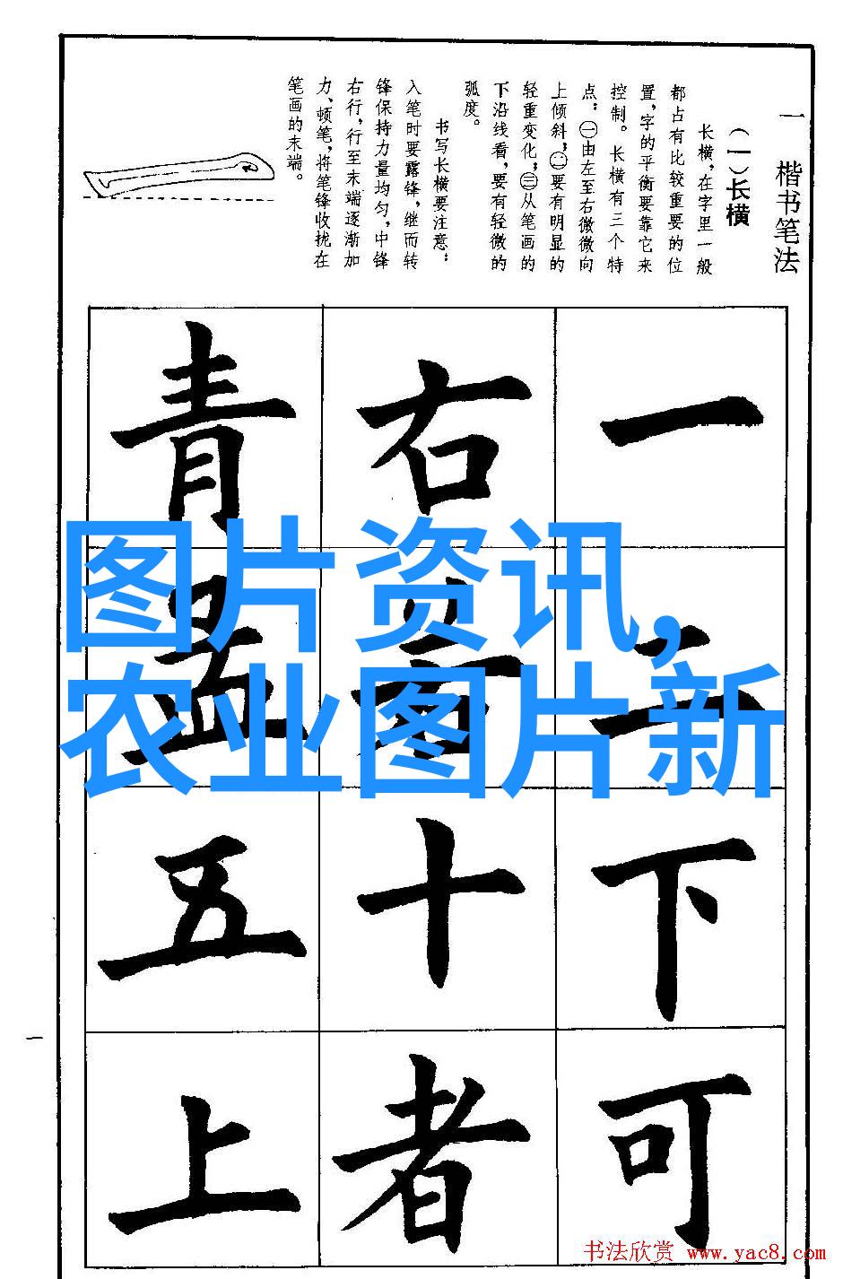 鲜艳水果蔬菜种子图片展示色彩斑斓的水果蔬菜种子图片