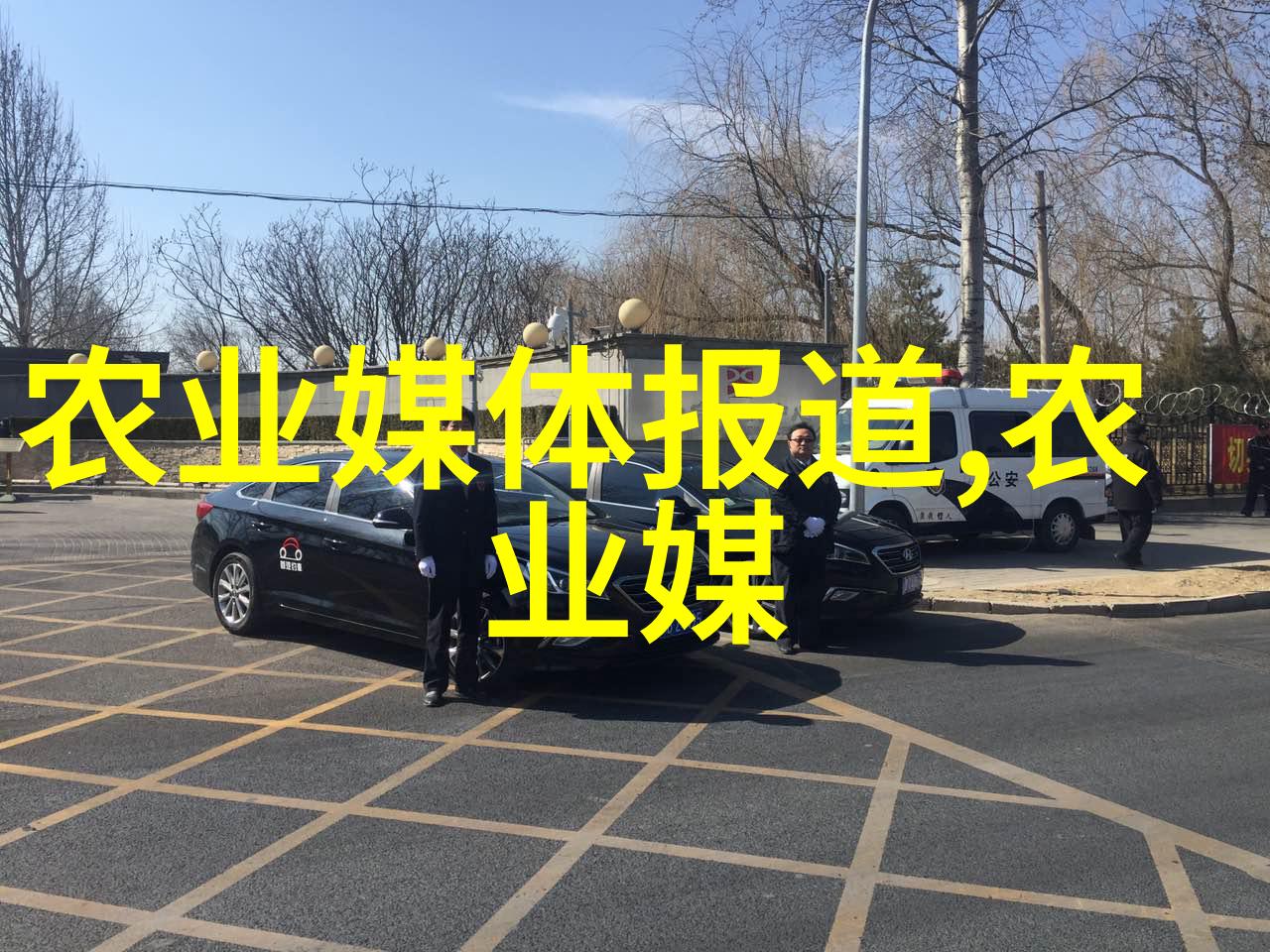 金枝槐的价值探索10公分金枝槐价格背后的市场动态与收藏价值
