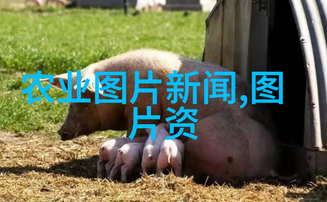 北大荒集团绿茵未来