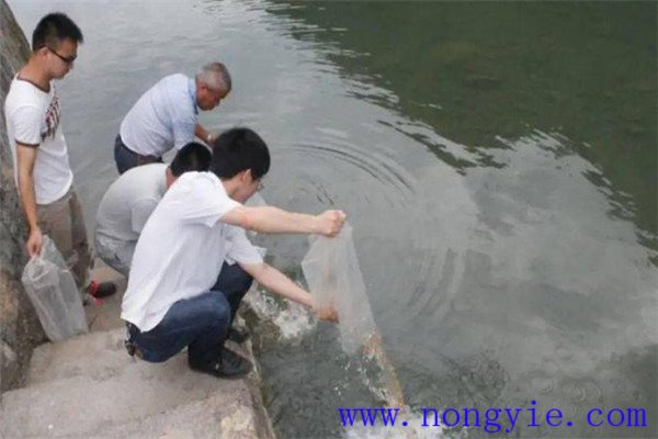 红麻种植一亩利润探究从播种到收获的经济效益分析