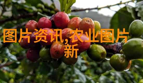 粮油作物百科谷物豆类与油料的种植与应用