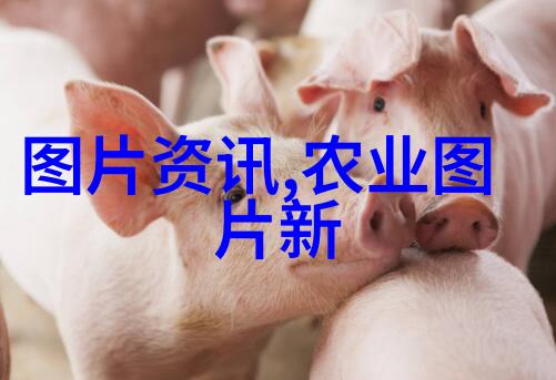 科学养牛技术全书精准饲养管理与现代牧场应用