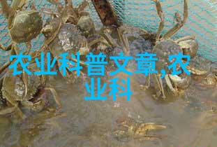 蔬菜从田间到家门批发配送网是怎样运作的