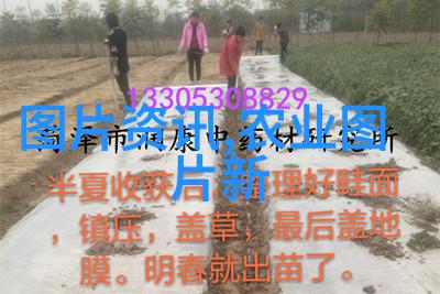 水果之谜种子的秘密