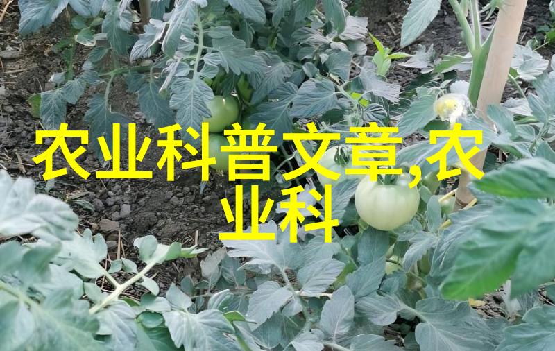 贵州花生绿茶山间采摘风味悠长
