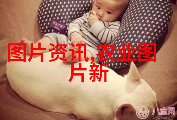 在多层次结构设计中如何合理安排黄姜与其他作物间距